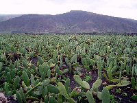 mala, Lanzarote